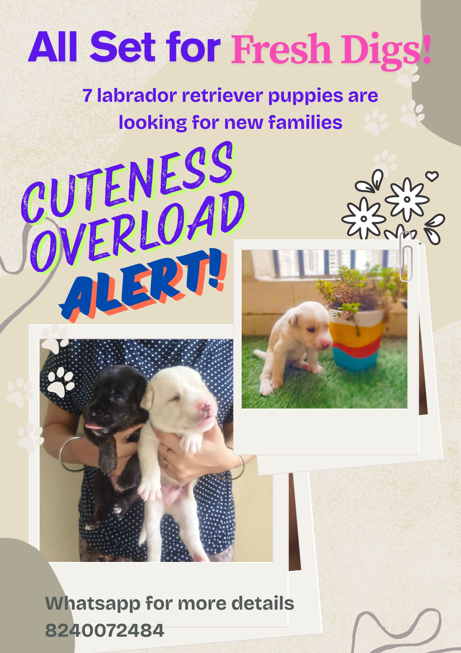 Labradors for sell